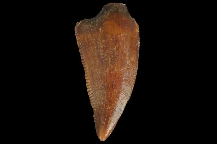 Serrated, Raptor Tooth - Real Dinosaur Tooth #176160